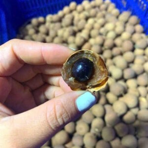 Nhãn Sấy Khô (Thùng 25Kg)
