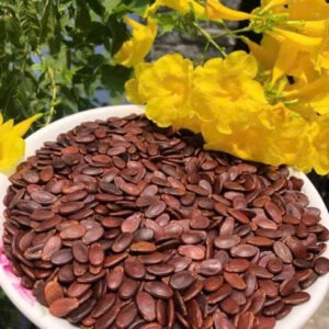 Hạt Dưa Xá Loại 1